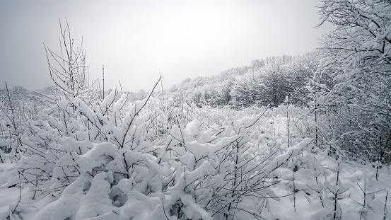 Winter landscape with snow-covered trees.