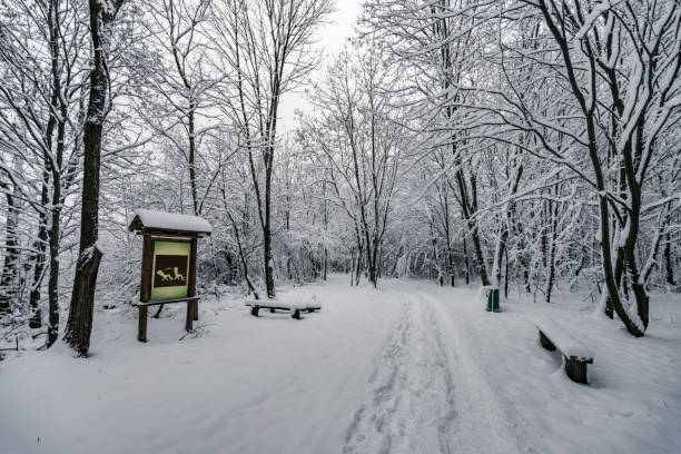 istock Winter scene in natural park 1344327222