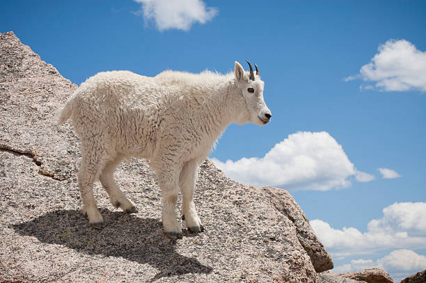 mountain goat - wild goat flash stock-fotos und bilder