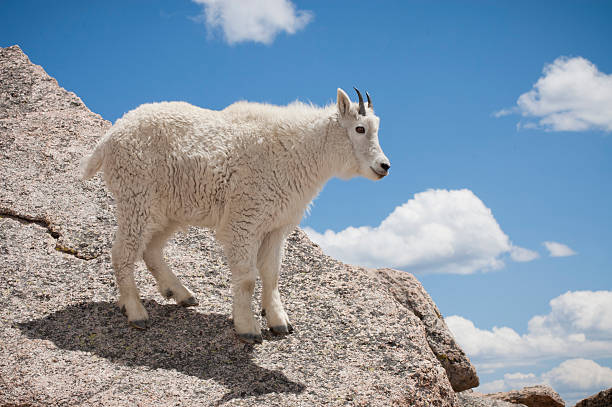 cabra da montanha - wild goat flash imagens e fotografias de stock