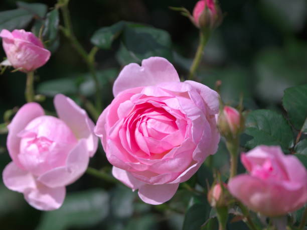 istock Beautiful rose garden 1344327487