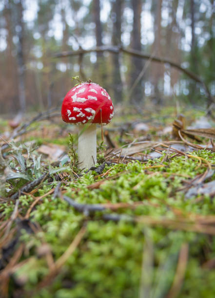 istock Find in autumn forest. Beautiful fly agaric (Amanita muscaria) are found in September 1344328379
