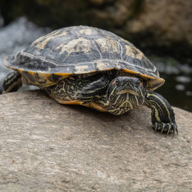 istock pond slider (Pseudemys scripta), pond terrapin (Pseudemys scripta), red-eared terrapin (Pseudemys scripta), slider turtle (Pseudemys scripta troostii) 1344329569