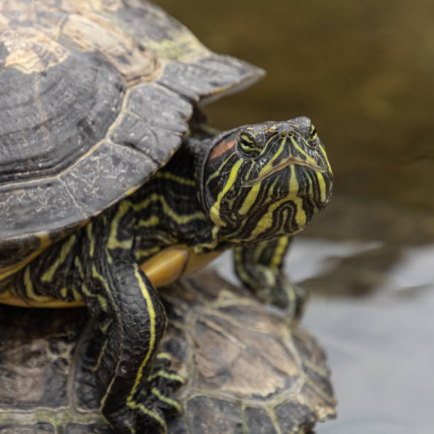 istock pond slider (Pseudemys scripta), pond terrapin (Pseudemys scripta), red-eared terrapin (Pseudemys scripta), slider turtle (Pseudemys scripta troostii) 1344329578