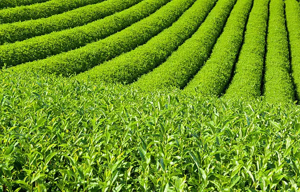 Beautiful fresh green tea plantation at Nihondaira, Shizuoka - Japan