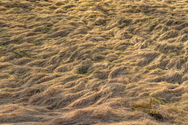 Dried grass lay down in field.