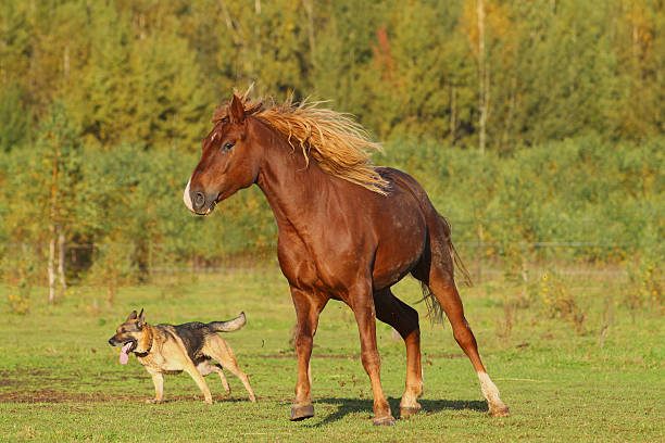 istock horse and dog 134433139