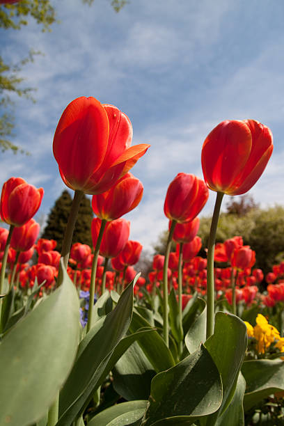 istock Red Tulips Background Against A Blue Sky, Selective Focus 134433146