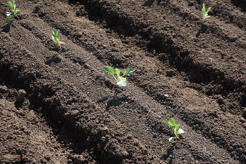 Cabbage cultivation. Cabbage is sown in October, planted in November, and harvested around May of the following year.