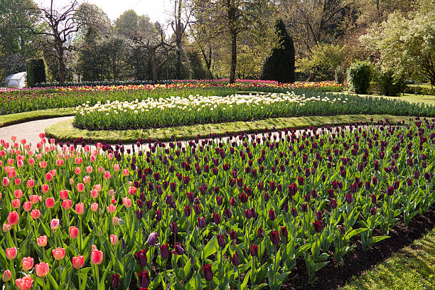 istock Multicoloured Tulips Background, Ornamental Garden 134433313