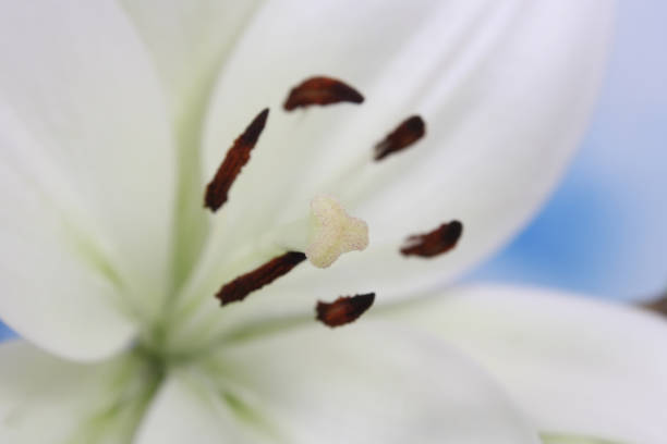 istock White Easter Lily Closeup on blue Shallow DOF 1344333406