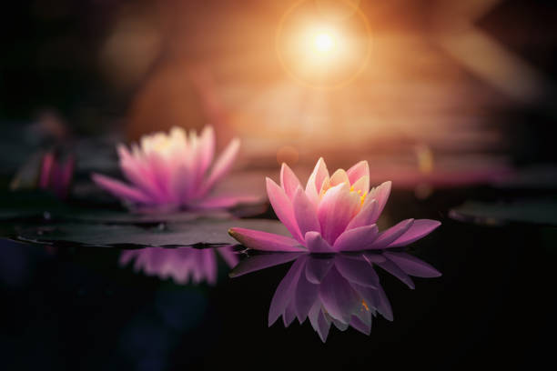 istock lotus flower in water with sunshine 1344333417