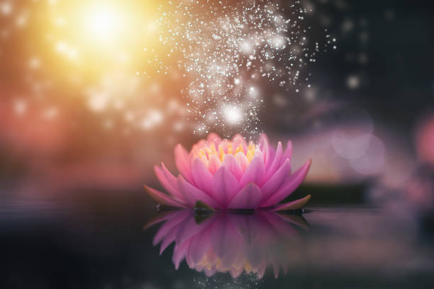 istock lotus flower in water with sunshine 1344334438