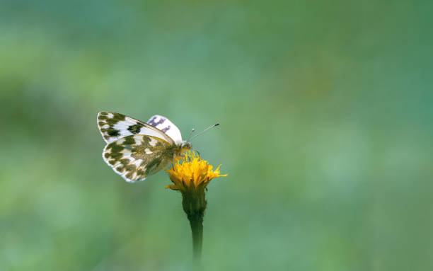 istock Butterfly isolated on yellow flower 1344334731
