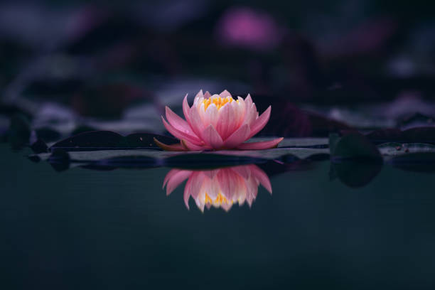 istock lotus flower on dark background 1344334894