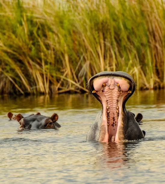 bouche d’hippopotame énorme et dangereuse - animal hippopotamus africa yawning photos et images de collection