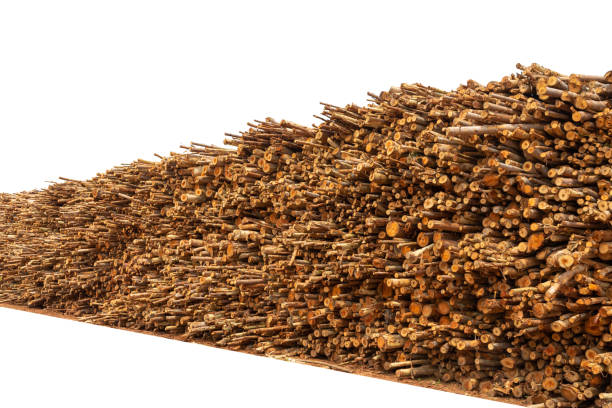 istock Group of tree trunks of pine tree cut 1344336477