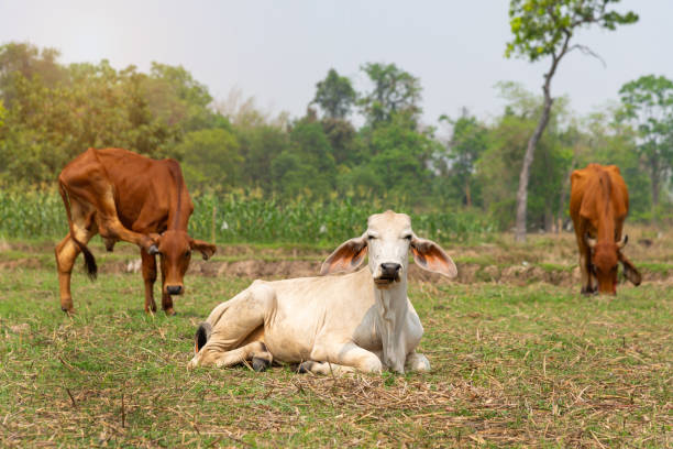 istock Young cow  lying on the green grass 1344336486