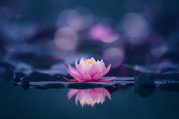 istock lotus flower on dark background 1344336518