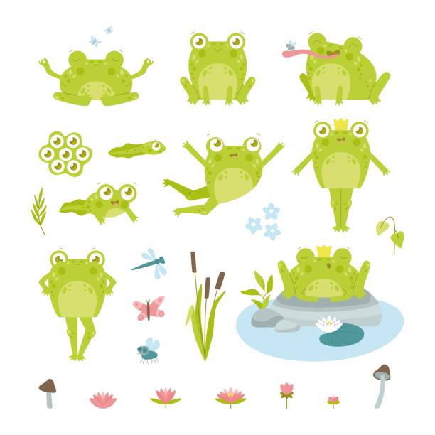 niedliche glückliche kröte oder frosch charakter flache vektor illustrationen set - frog jumping pond water lily stock-grafiken, -clipart, -cartoons und -symbole