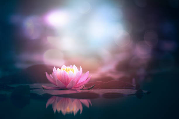 istock lotus flower in water with sunshine 1344337819