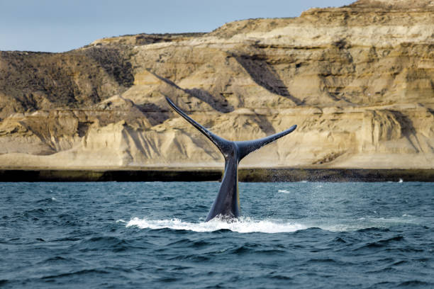 istock Southern right whale slams its tail against the water in Valdez Peninsula, Argentina 1344339708