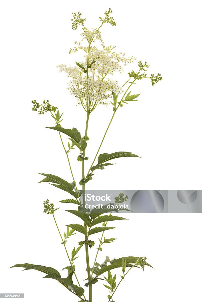 filipendula ulmaria flower and leaf of herb on white background Meadowsweet Stock Photo