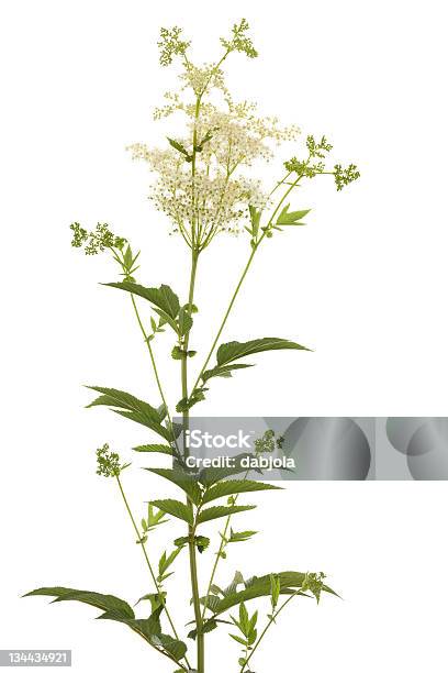 Filipendula Ulmaria Stock Photo - Download Image Now - Meadowsweet, White Background, Blossom