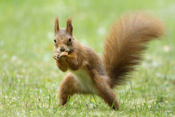 122 Squirrel Attack Stock Photos, Pictures & Royalty-Free Images - iStock |  Squirrel eating, Animal attack, Angry squirrel