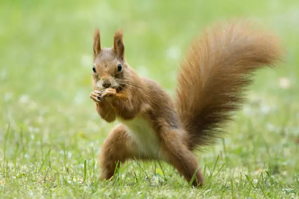 Photo of squirrel posing as a street fighter