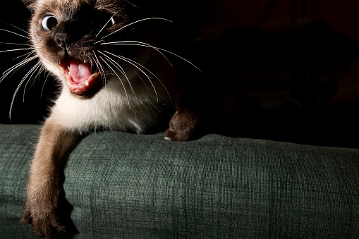 An angry young siamese cat, attacking and playing on a sofa.