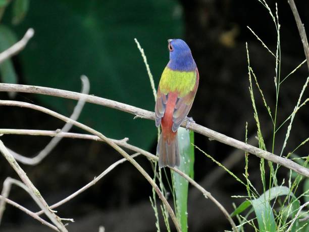 istock Painted bunting in Florida 1344351360