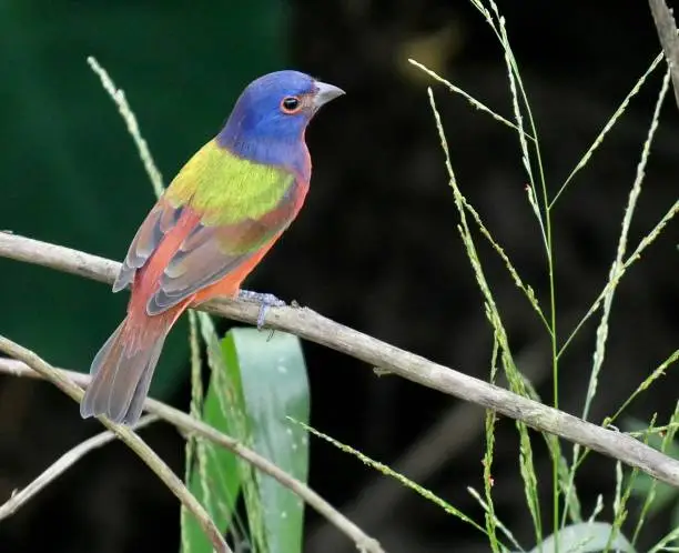Photo of Male painted bunting