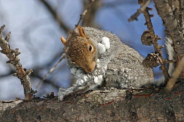 istock Squirel with snow in fur coat 134435236