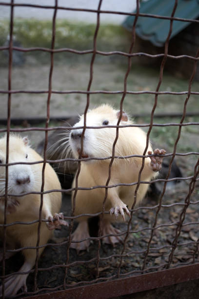 istock White otter rodent animals behind zoo bars 1344353619