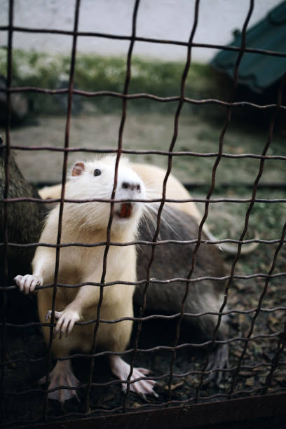 istock White otter rodent animal in zoo 1344353620