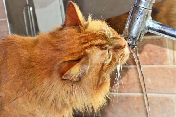 istock Hotly seared cat taking water on bathroom tap 1344355180
