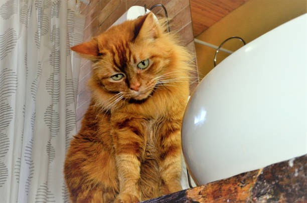 istock A kitten's look in the bathroom 1344355254