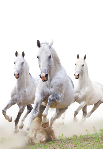 white stallions in dust over a white