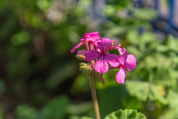 istock Red flower of Pelargonium hortorum 1344356823