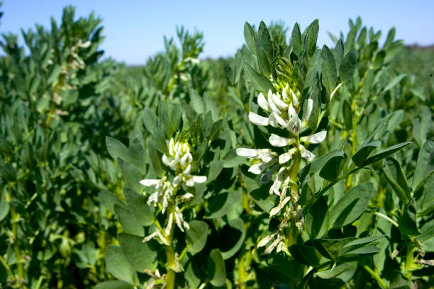 Faba beans in blossom. healthy faba plantation in western N.S.W. Australia. broad bean plant stock pictures, royalty-free photos & images