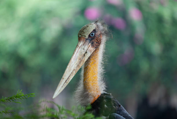 marabou stork Cloase up the head of the marabou stork, marabou stork ugly animal stock pictures, royalty-free photos & images