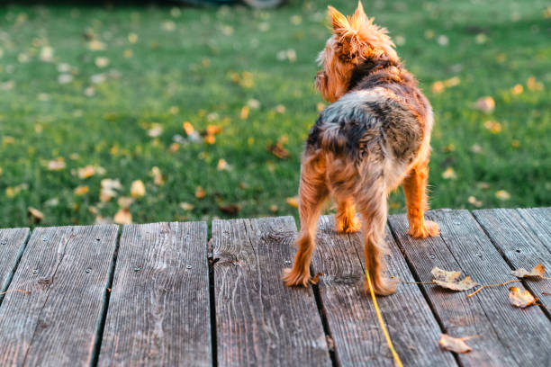 istock Yorkshire Terrier dog stands on a wood deck, backlit, at sunset 1344358729