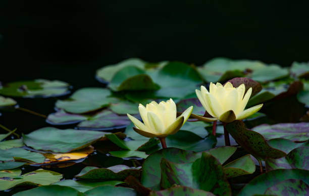 istock Lily water blooming in the pond in summer 1344358769