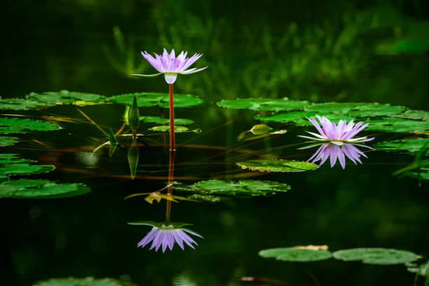 istock Lily water blooming in the pond in summer 1344358774