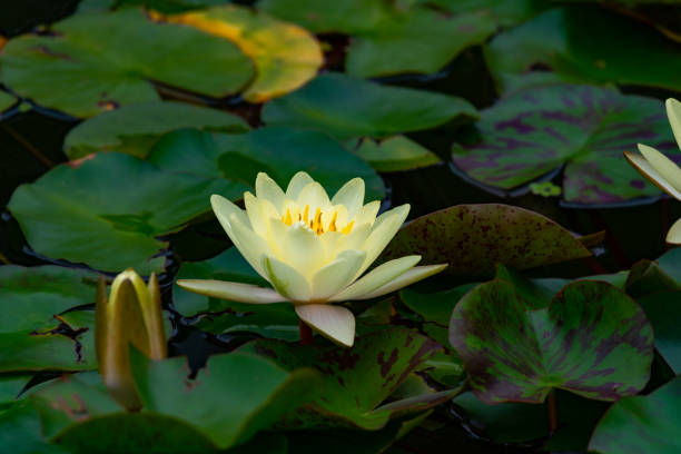 istock Lily water blooming in the pond in summer 1344359529