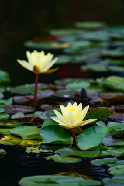 istock Lily water blooming in the pond in summer 1344359545