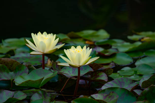 istock Lily water blooming in the pond in summer 1344359602