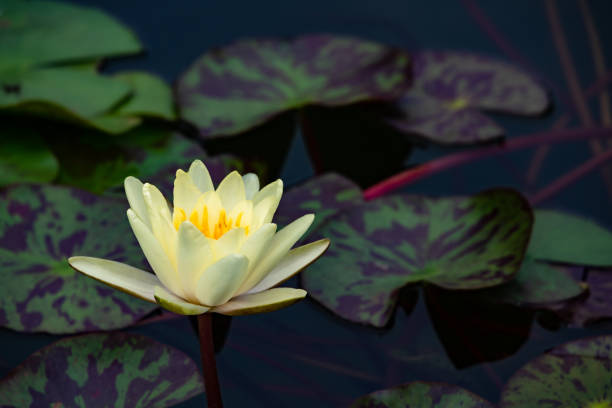 istock Lily water blooming in the pond in summer 1344359654
