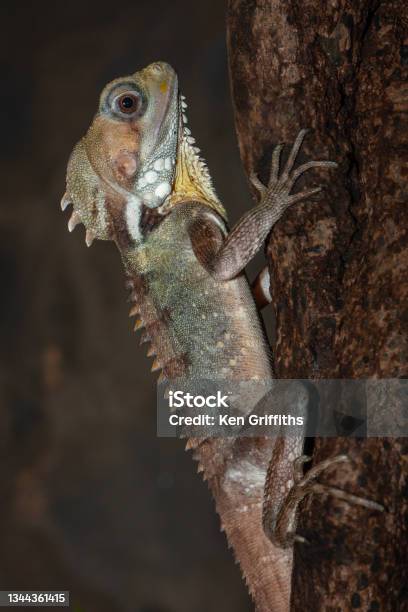 Boyds Forest Dragon Stock Photo - Download Image Now - Animal Wildlife, Arboreal Animal, Australia